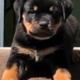 Rottweilers from Moonstone-D’Artagnan Farms
