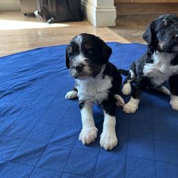 Bernedoodle Puppies from Martha’s Vineyard Bernedoodles