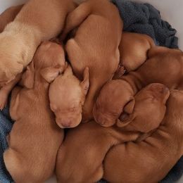 Vizsla Puppies from Sizzling Hot Vizsla's