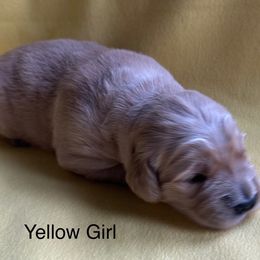 Girl 2 - Light golden Golden Retriever puppy in Sarasota, Florida from Chevaline Goldens