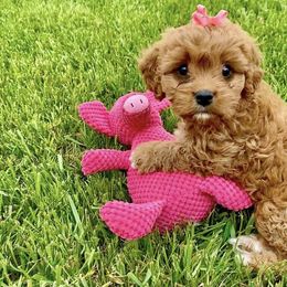 Bernedoodle and Cavapoo Puppies from Sugar Doodles Pups