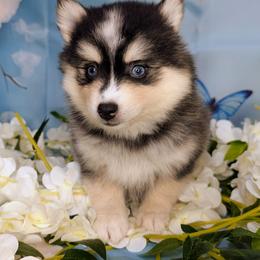 Lady Victoria - Black and white female Pomsky puppy in Spring Hill, Florida from www.PuppyTimeEmporium.com