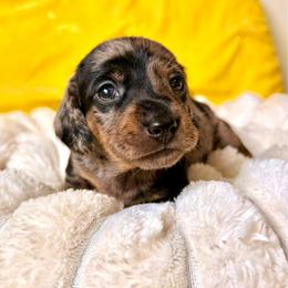 Grillmaster - Dapple male Dachshund puppy in Austin, Texas from Duchess Daphne's Doxie Empire