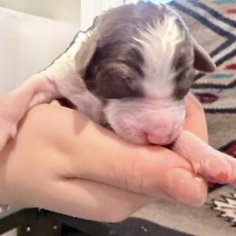Truffle - Parti male Goldendoodle puppy in Wake Forest, North Carolina from Wake Forest Darling Doodles