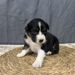 Mindy - Black tri female Miniature American Shepherd puppy in Clinton, Missouri from Mockingbirds American Minis