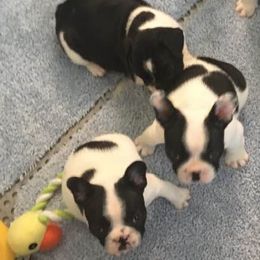 French Bulldogs from Angel Cove French Bulldogs