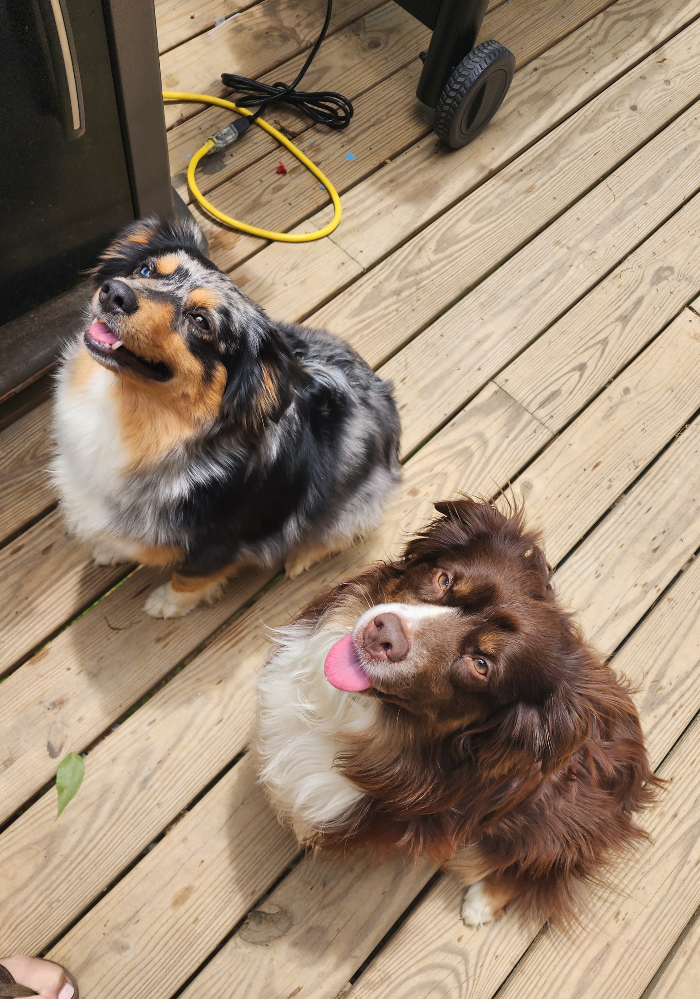 Coco - Miniature Australian Shepherd