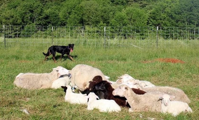 Black and tan Beauceron herding