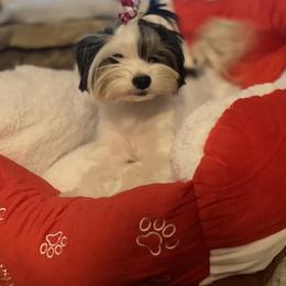 Isabella - Biewer Terrier