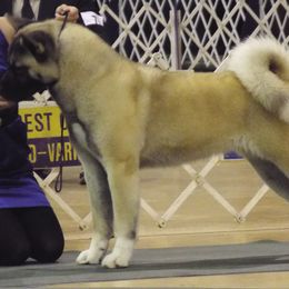 Akita All Grown Up from Komai Akitas