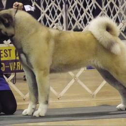 Akita All Grown Up from Komai Akitas