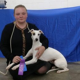 GCH Nefer's Pennies from Heaven - Whippet