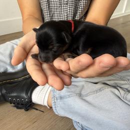 Red - Black and tan female Yorkshire Terrier puppy in Elk Ridge, Utah from Janita's Yorkshire Terriers