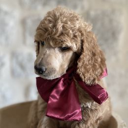 Bernedoodle, Goldendoodle, and Poodle Puppies from Central Valley Canine Companions