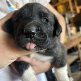 Bianca - Brindle female Anatolian Shepherd Dog puppy in Williamsburg, Kentucky from Three Little Birds Farm