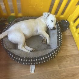 Border Collie and Jack Russell Terrier Puppies from CP FARMS BORDER COLLIES N JACKS CORP