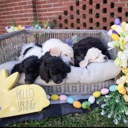 Poodle Puppies from Malone Standard Poodles