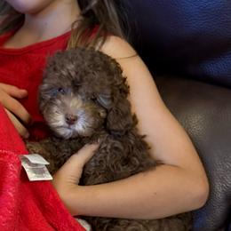 Moose - Cafe au lait male Poodle puppy in Lakeland, Florida from Blessed Beginnings Puppies