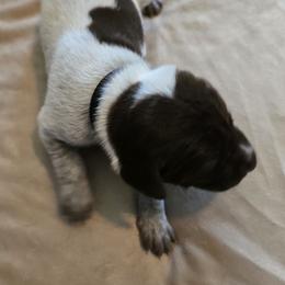 Black Male - Liver roan male German Shorthaired Pointer puppy in Piedmont, South Carolina from Barnes GSPs