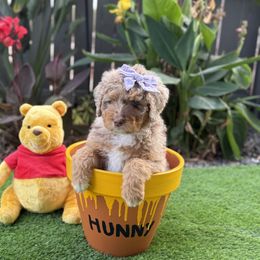 Aussiedoodle Puppies from Silva Ranch Doodles