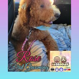 Goldendoodle Puppies from Lu Doodles