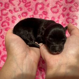 AKC Raven - Agouti and white female Siberian Husky puppy in Centreville, Maryland from Huskies By the Bay