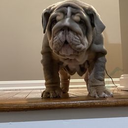 Bulldog Puppies from Bougie Bullies & Birds LLC