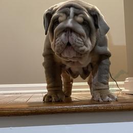Bulldog Puppies from Bougie Bullies & Birds LLC