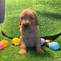 Mary - Golden female Golden Retriever puppy in Sandy, Oregon from Treasured K-9s