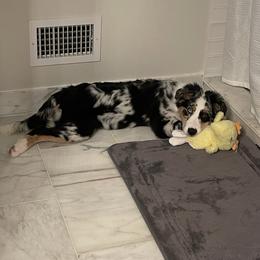 Australian Shepherd Puppies from Lovable Little Aussies