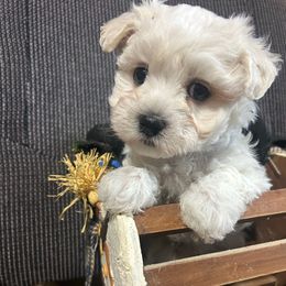 TEDDY - White male Maltese puppy in Chariton, Iowa from Mia Lucky Maltese