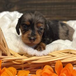 Backwoods Barbie - Dapple female Dachshund puppy in Dothan, Alabama from Little House Pups