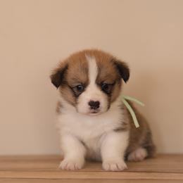 Mint Collar - Virginia - Sable female Pembroke Welsh Corgi puppy in Waverly Hall, Georgia from 6g Ranch Corgis