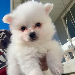 Rosalina - White female American Eskimo Dog puppy in West Jordan, Utah from Ketura’s Angels Kennels