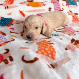 Bella - Cream female Dachshund puppy in Molino, Florida from Dooney's Dachshunds