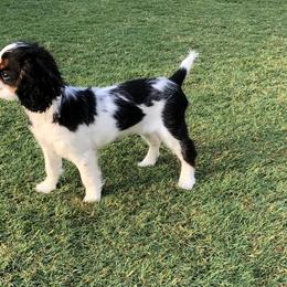 English Toy Spaniel and French Bulldog Puppies from Renaissance French Bulldogs and English Toy Spaniels