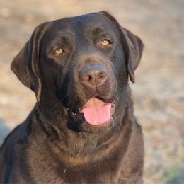 Penny - Labrador Retriever