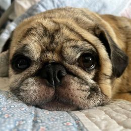 Piper - Pug