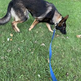German Shepherd Puppies from Haus Kriegerhund
