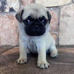 Green collar - Fawn male Pug puppy in Tucson, Arizona from Furever Friends