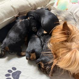 Boy 1 - Black and tan male Yorkshire Terrier puppy in Maple Grove, Minnesota from Cuddle Wind Yorkies