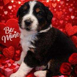 Blitzen - Black tri-color male Australian Shepherd puppy in Harrah, Oklahoma from Kamm's Aussies
