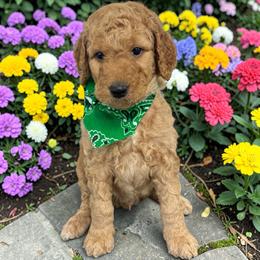 Oliver - Apricot male Goldendoodle puppy in Prosperity, Pennsylvania from Stelladoodles & Company