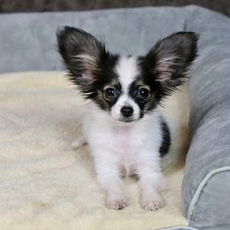 Holly - White black and tan female Papillon puppy in Boardman, Ohio from Taliaferro Kennel