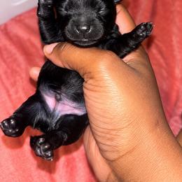 Pee wee - Black and tan male Yorkshire Terrier puppy in Gastonia, North Carolina from Banks Dynasty Kennel