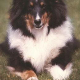 Shetland Sheepdogs from Cheren Waller's Shetland Sheepdogs