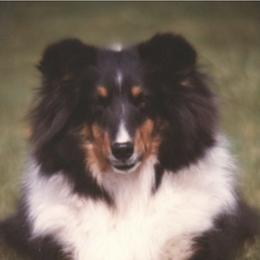 Shetland Sheepdogs from Cheren Waller's Shetland Sheepdogs