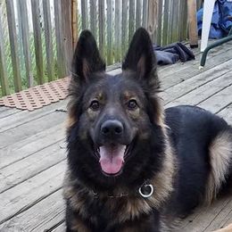 Brix - German Shepherd