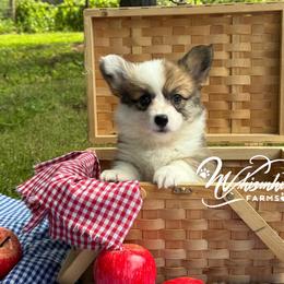 Fluffy Sable - Sable female Pembroke Welsh Corgi puppy in Nashville, Arkansas from Whisenhunt Farms