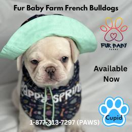 Cupid - Cream male French Bulldog puppy in Michigan from Fur Baby Farms